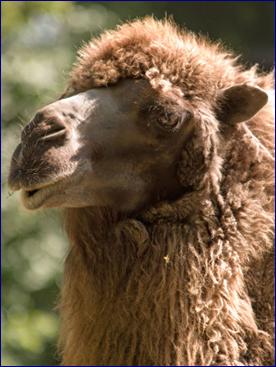 Image:Camel portrait.jpg